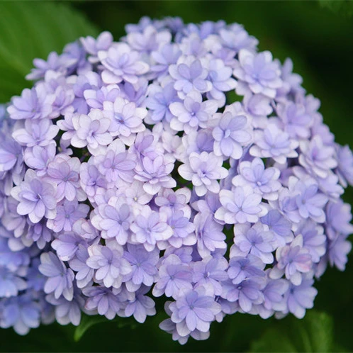 绣球小苗混苗一颗