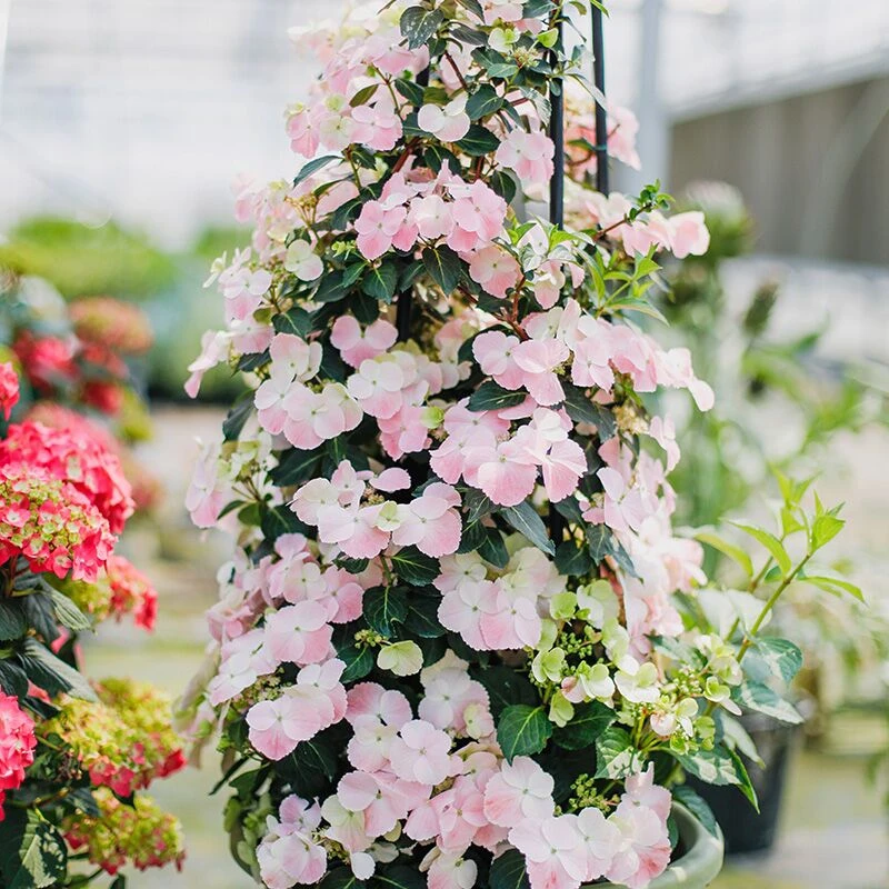 中恒园林五加仑绣球八仙花鲜花阳台盆栽植物花卉花卉盆栽无尽夏