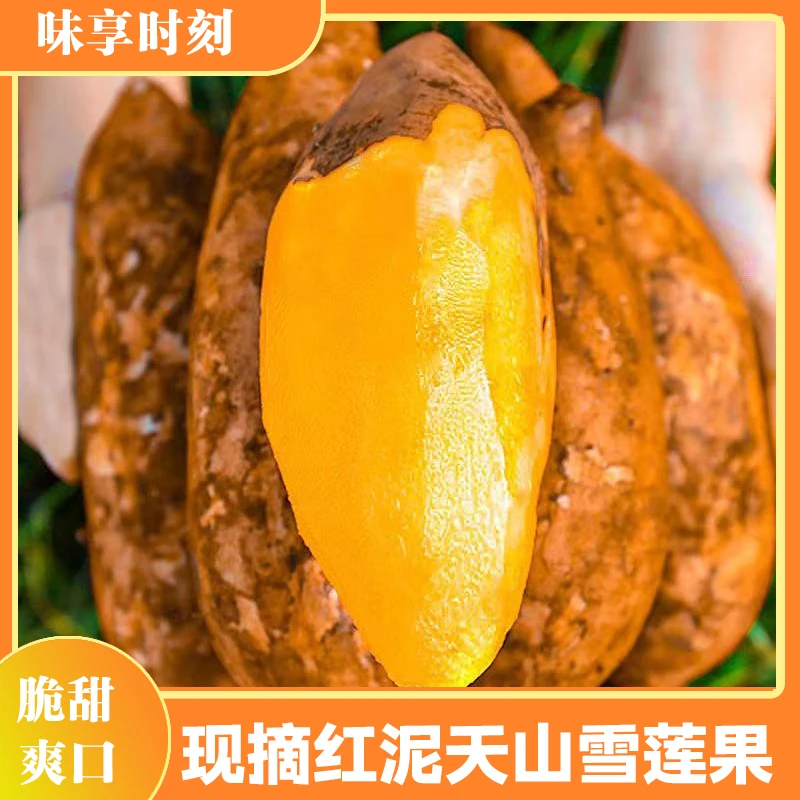 【元宝专属】现摘现发云南新鲜红泥正宗天山雪莲果带箱5斤