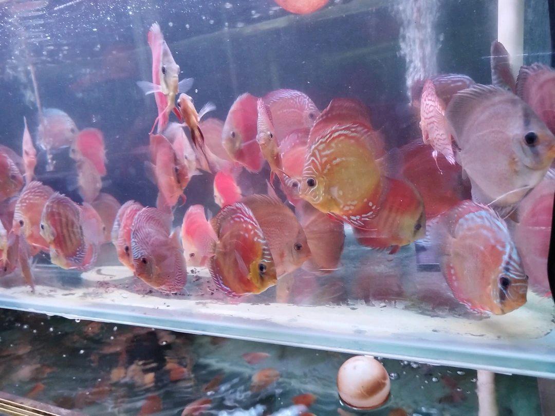 七彩神仙鱼专卖链接改价专用