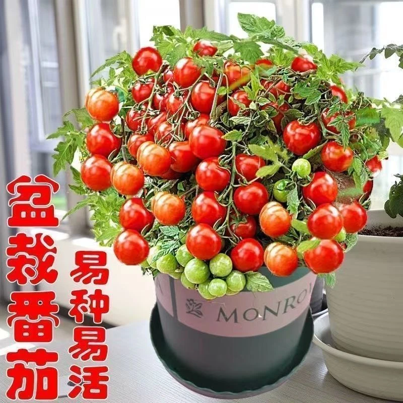 番茄种子矮生小番茄西红柿种籽苗超矮阳台盆栽矮种小番茄四季播种