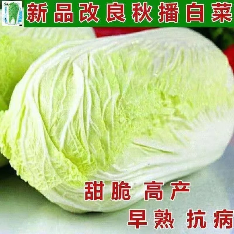 十八斤白菜王种子秋天冬季蔬菜种子北京新三号高产早熟大白菜种孑