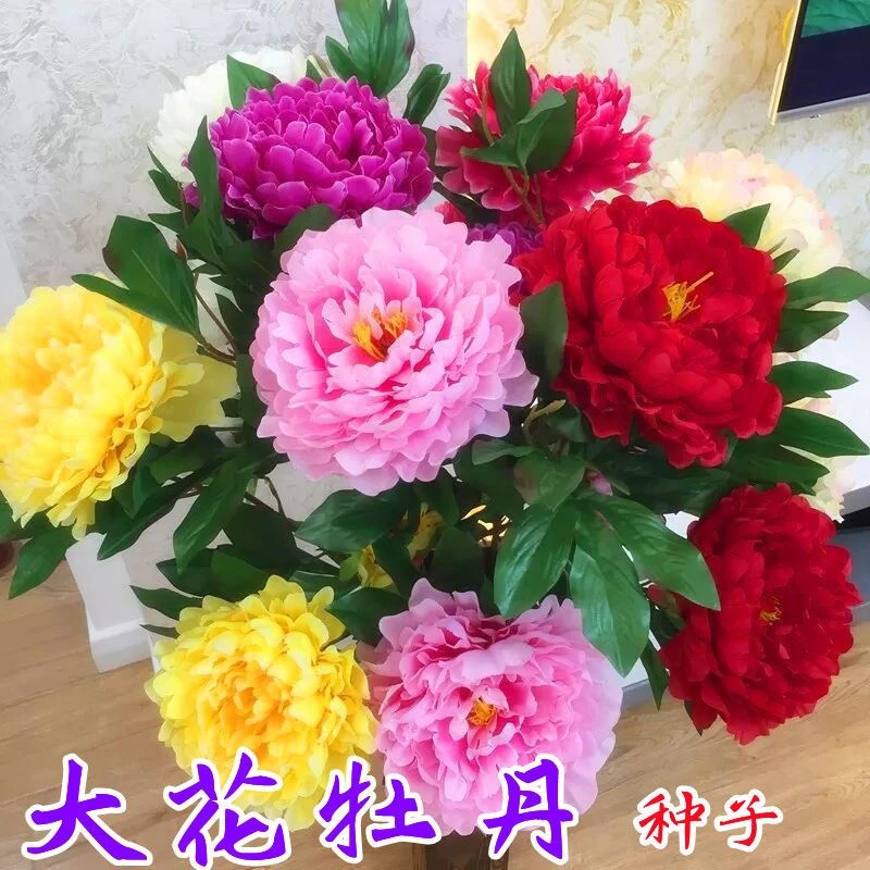 进口洛阳牡丹种籽牡丹花种子混色春播四季盆栽阳台药用观赏牡丹花