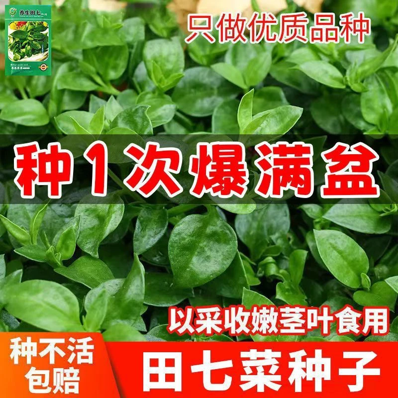 食用养生田七种子特色野菜保健菜三七种粒阳台盆栽抗病强四季蔬菜