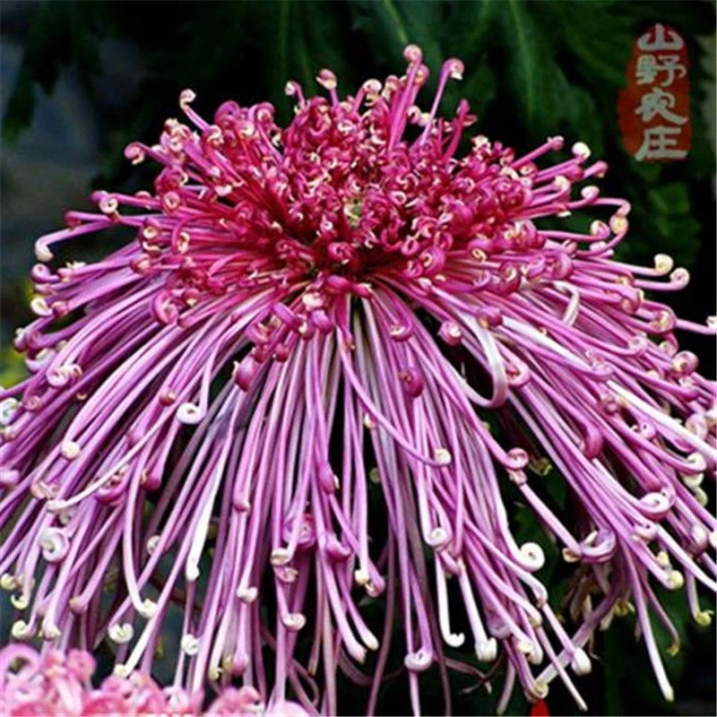 多款菊花种子大花 室内阳台盆栽庭院花卉菊花种籽 春秋四季播易活