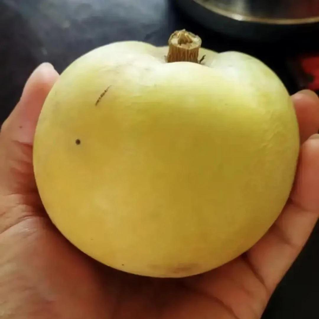 状元红冰淇淋果树苗  有释迦和芒果混合香味  冰镇后口感入口即化