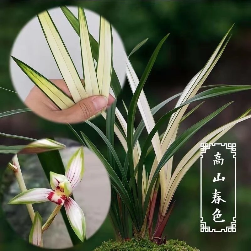 建兰高山春色花艺双全浓香型办公桌客厅茶桌绿植小盆栽鲜花花卉
