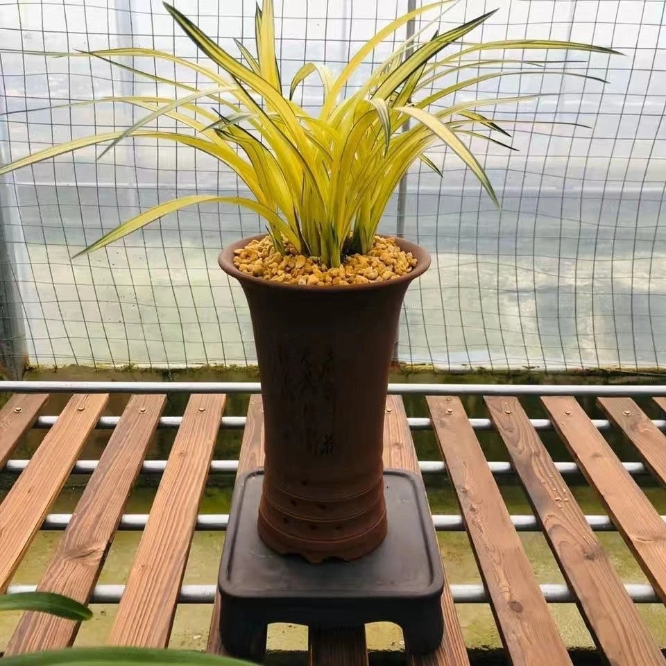 墨兰名贵兰花浓香型[南阳之松]黄金中透室内办公客厅四季绿植