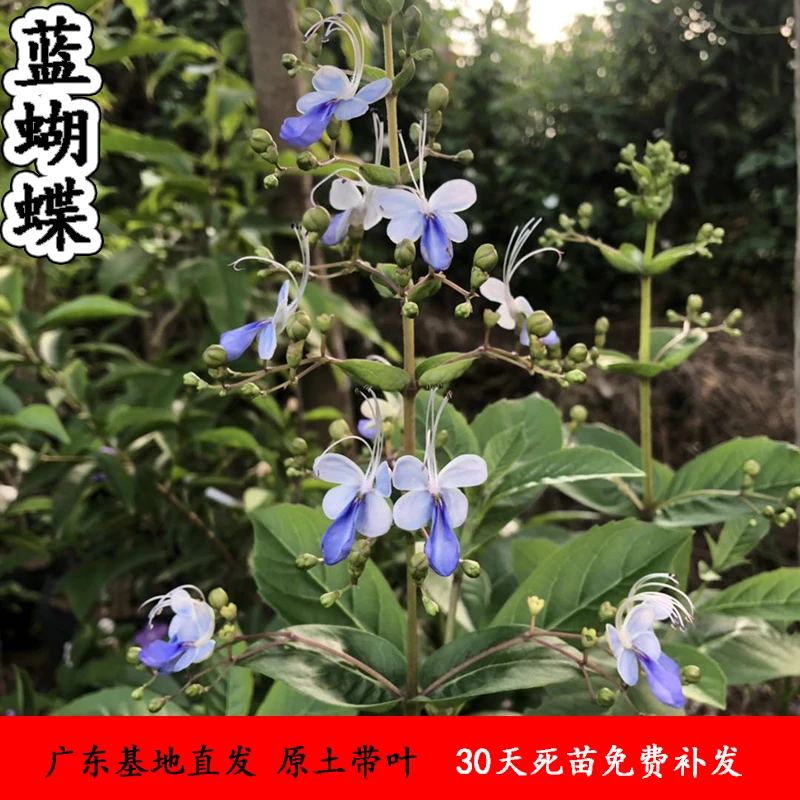 包邮蓝蝴蝶花苗庭院阳台花卉盆栽花开时酷似群蝶飛舞花姿优雅花卉