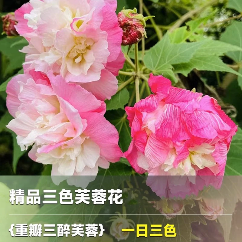 当年开花盆栽重瓣醉芙蓉花苗 木芙蓉 三醉芙蓉变色耐寒室内外绿化