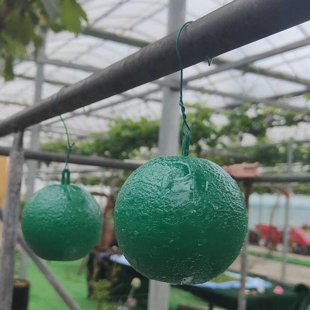 葡萄水蜜桃梨树红美人蔬菜家里，庭院通用少用药新款粘虫球