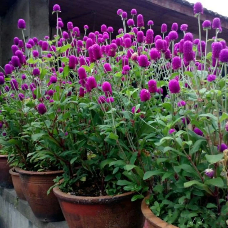 千日红花苗带花盆栽阳台庭院四季好养植物喜阳千日紫耐热耐寒花卉