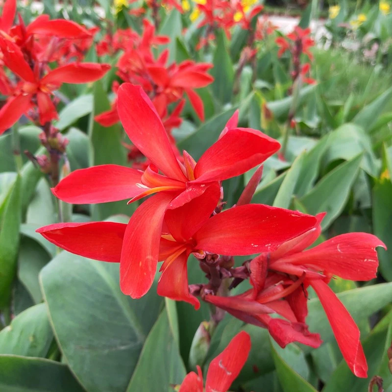 美人蕉水生植物带花苞露天水池鱼塘边造景挺水花卉多年生花卉花苗