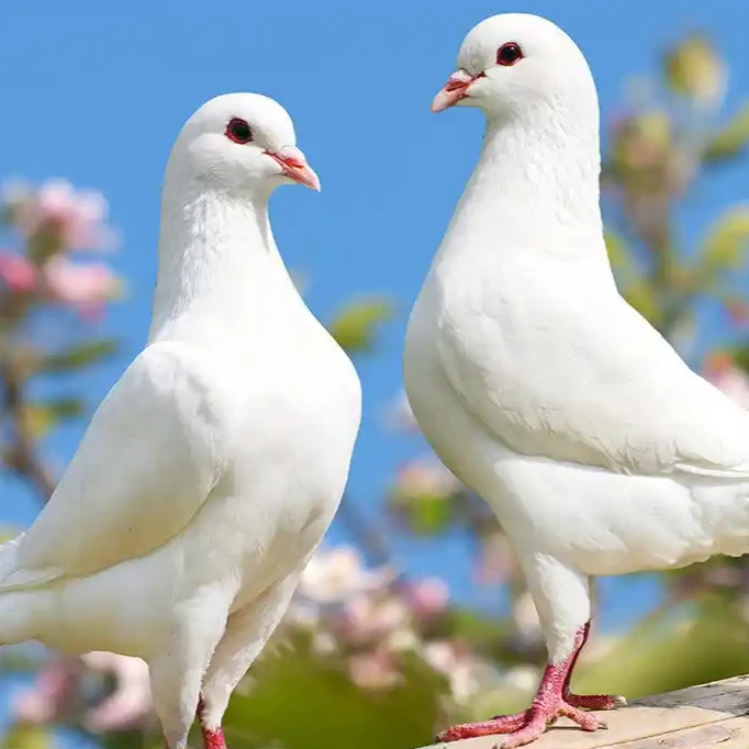 凤源3-5年 农家  杂粮 老鸽子 现宰现发