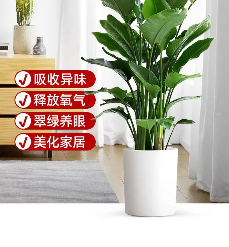 网红天堂鸟盆栽室内大型植物鹤望兰客厅办公室大盆栽绿植天堂鸟苗