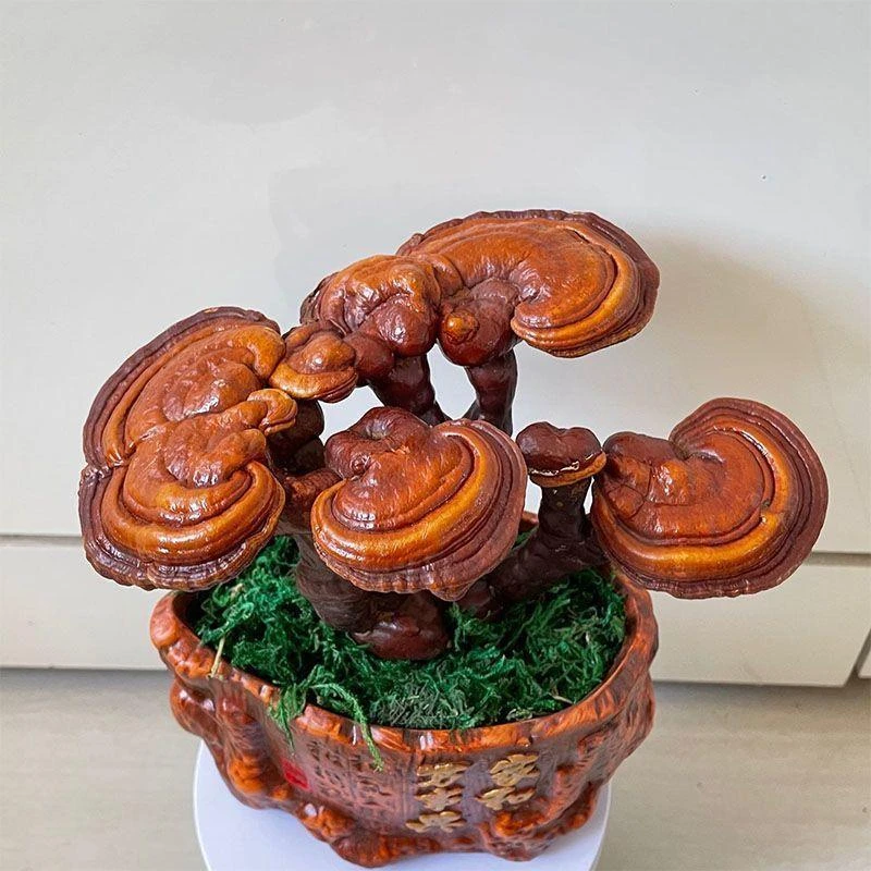 灵芝盆栽真灵芝盆景花办公室摆件耐寒热客厅桌面花架观赏多肉植物
