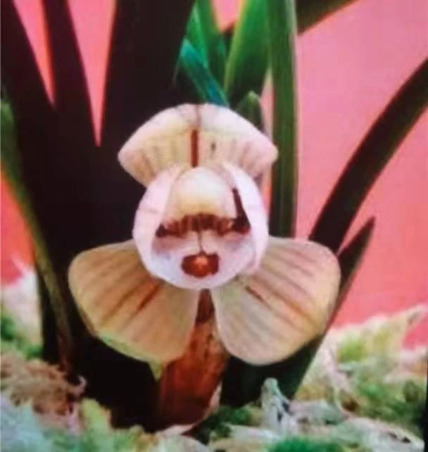 姑苏小兰迷福袋