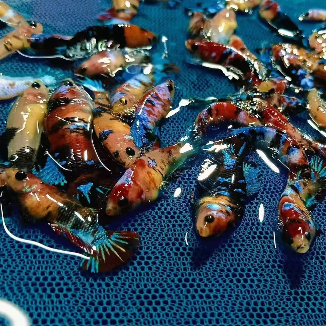 鲲鹏斗鱼A级糖果KOI将军母鱼（赠品不包损活）