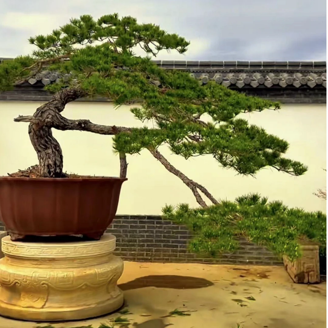 景观松，庭院造景，日式庭院，古松，黑松，赤松，造型松