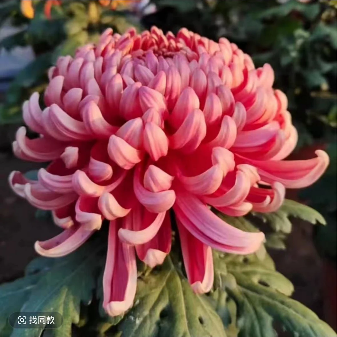 【国华兼六红】大菊花盆栽带花苞发货新款秋菊耐寒阳台室外多年生