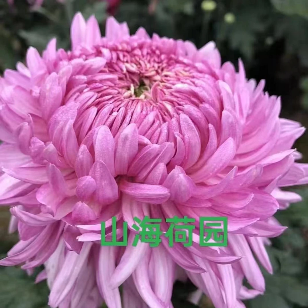 【山海荷园】大菊花盆栽带花苞发货新款秋菊耐寒阳台室外多年生菊花