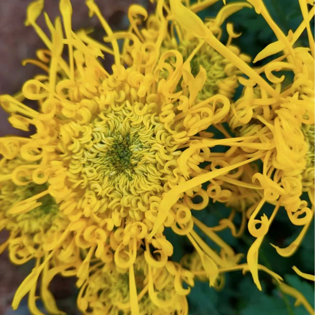 【金丝麦浪】大菊花盆栽带花苞发货新款秋菊耐寒阳台室外多年生菊花