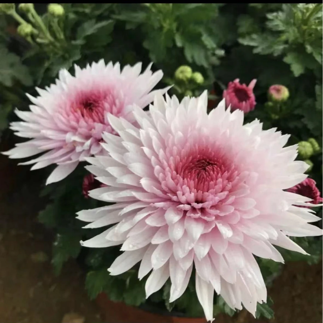 【荷塘月色】大菊花盆栽带花苞发货新款秋菊耐寒阳台室外多年生菊花