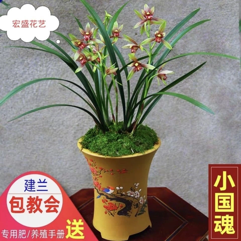 6-12月带花苞名贵兰花苗【小国魂逸虹双骄】建兰四季兰室内阳台