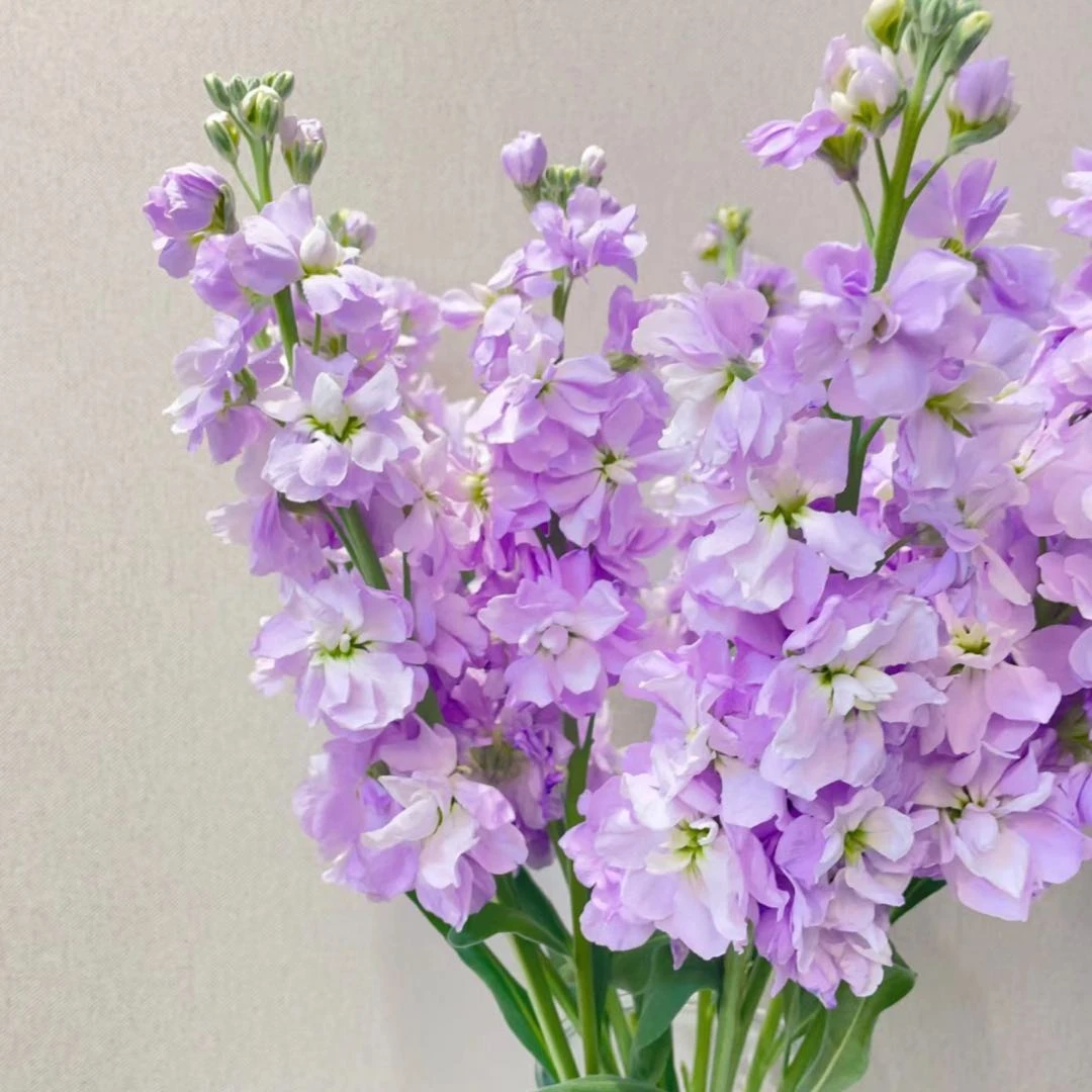 【盼盼鲜花】紫色紫罗兰 自带香味 鲜花两单起包邮 云南鲜花