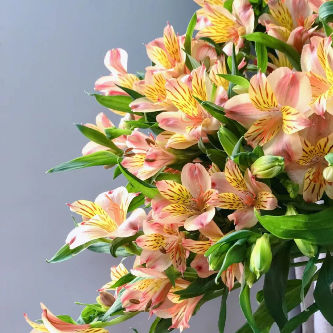 【盼盼鲜花】橙色水仙百合 鲜花任意2单以上包邮 云南鲜花