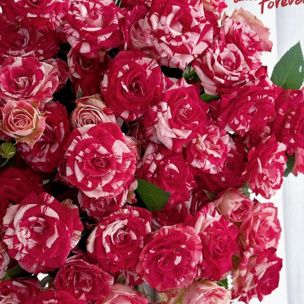 【盼盼鲜花】梦幻水晶泡泡玫瑰 鲜花两单起包邮 云南鲜花