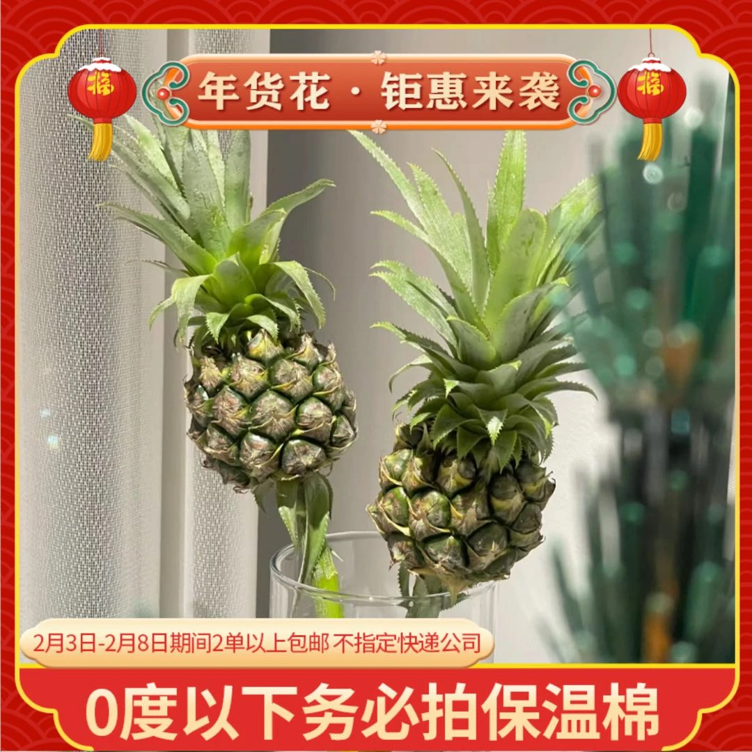 【黑凤梨】鲜花任意2单以上包邮 不支持指定快递公司 云南鲜花