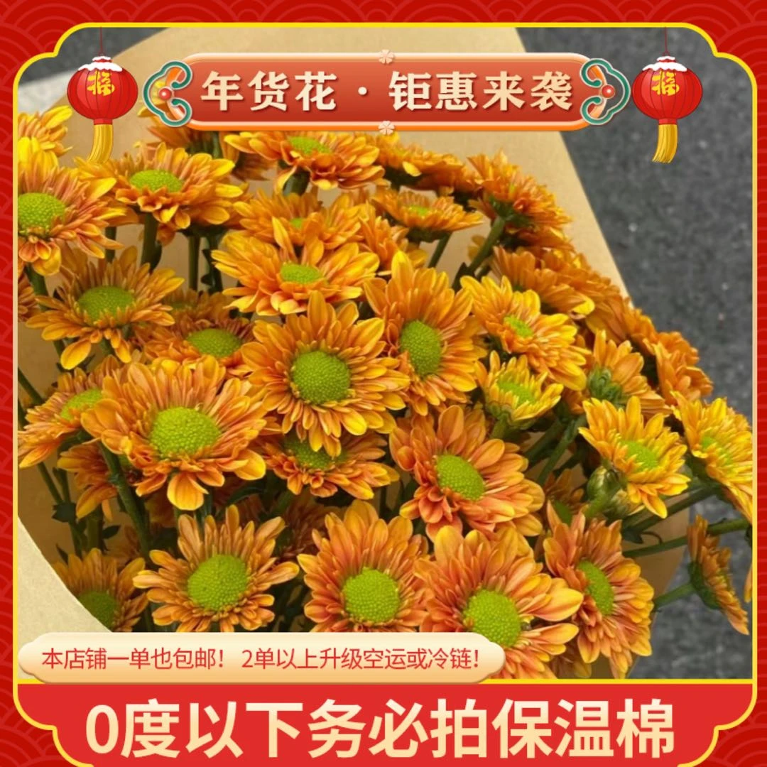 【橘星小雏菊】一单也包邮 鲜花任意2单以上升级空运或冷链 鲜花