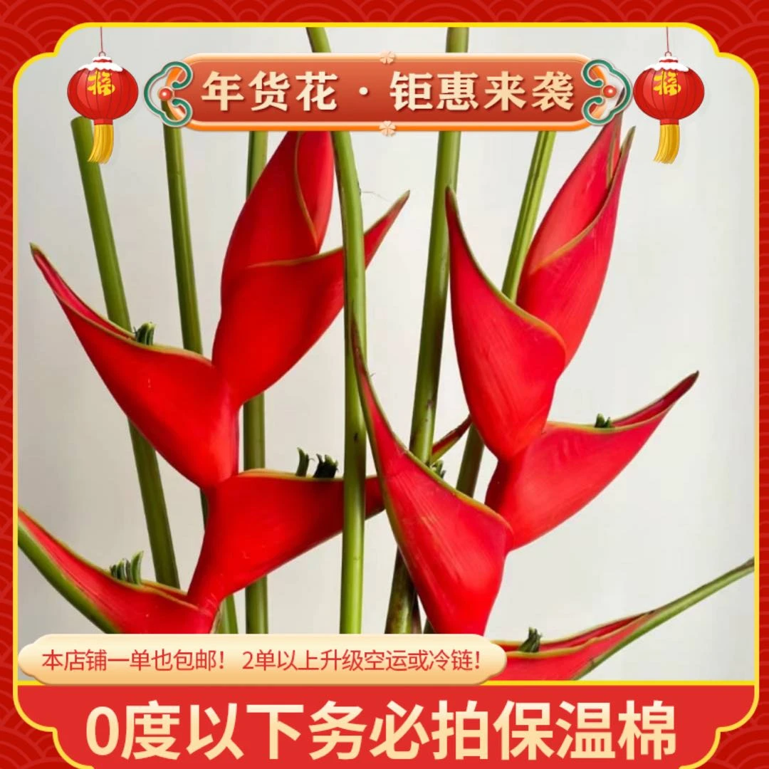 【蝎尾蕉】一单也包邮 鲜花任意2单以上升级空运或冷链 云南鲜花