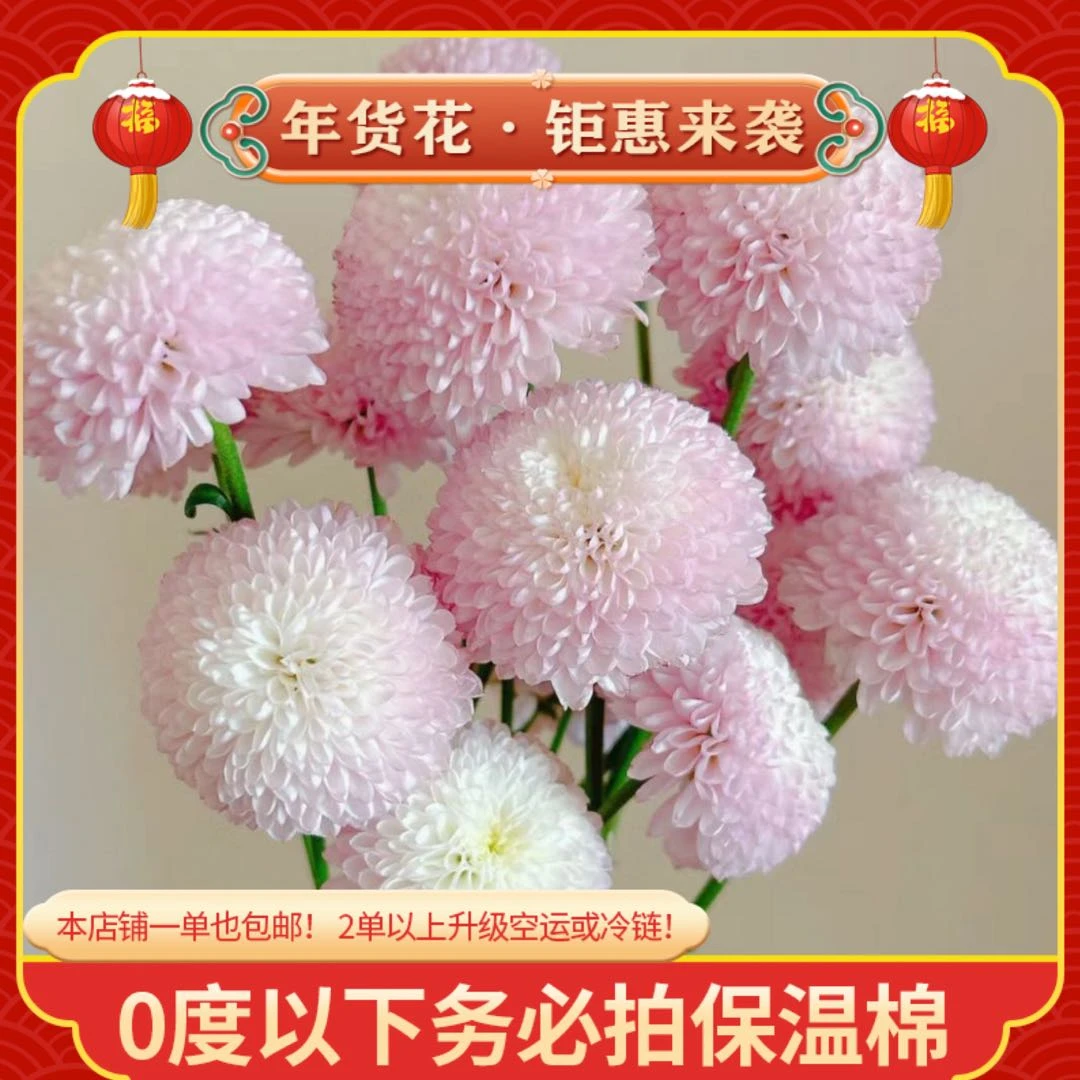 【粉乒乓菊】一单也包邮 鲜花任意2单以上升级空运或冷链 云南鲜花