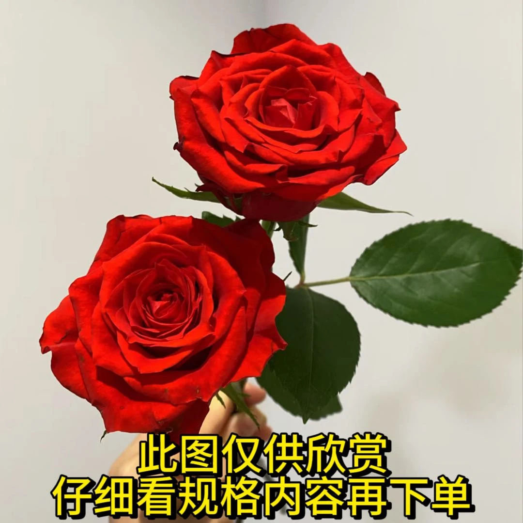 【红玫瑰】一单也包邮 鲜花任意2单以上升级空运或冷链 鲜花