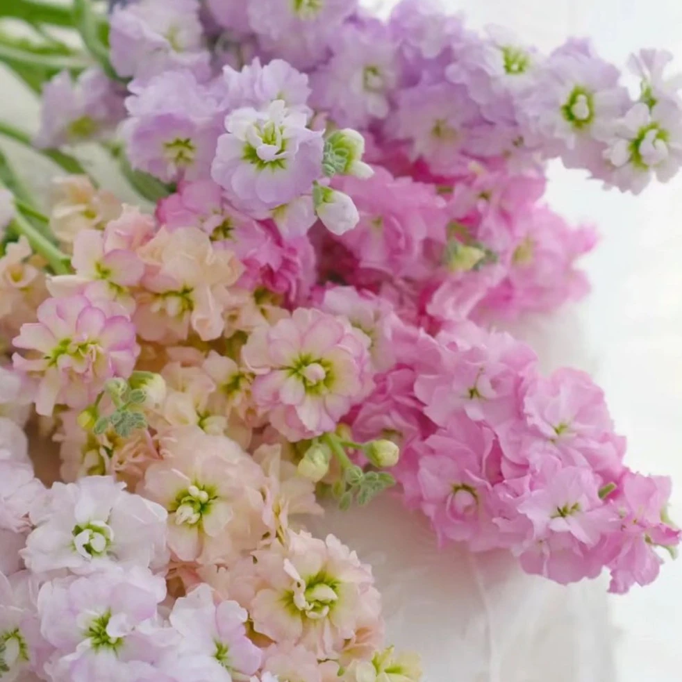 【盼盼鲜花】不选色紫罗兰 自带香味 鲜花两单起包邮 云南鲜花