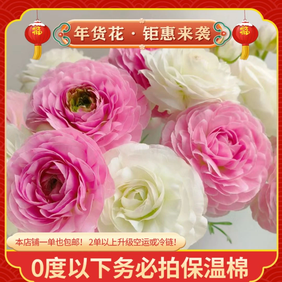 【白/粉洋牡丹】一单也包邮 鲜花任意2单以上升级空运或冷链 鲜花