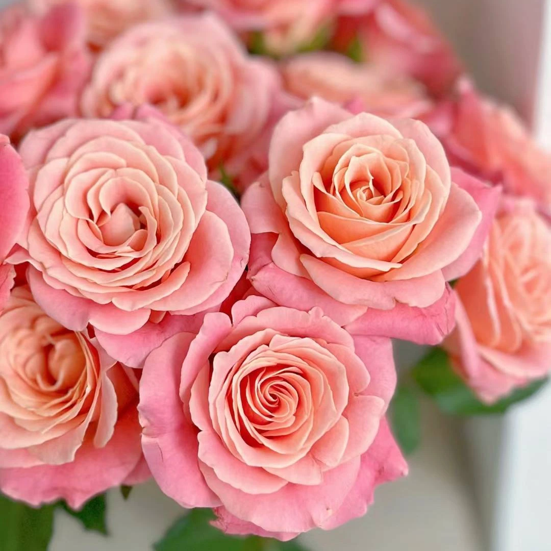 【朱小姐玫瑰】鲜花任意2单以上包邮升级空运或冷链 云南鲜花