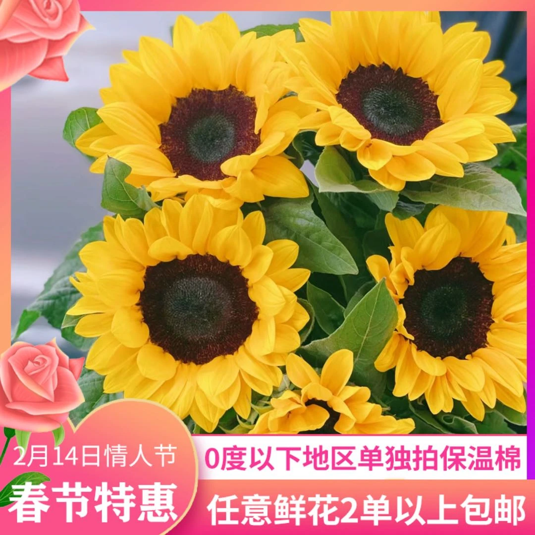 【向日葵】发货后不支持退款和拒收 鲜花任意2单以上包邮 云南鲜花