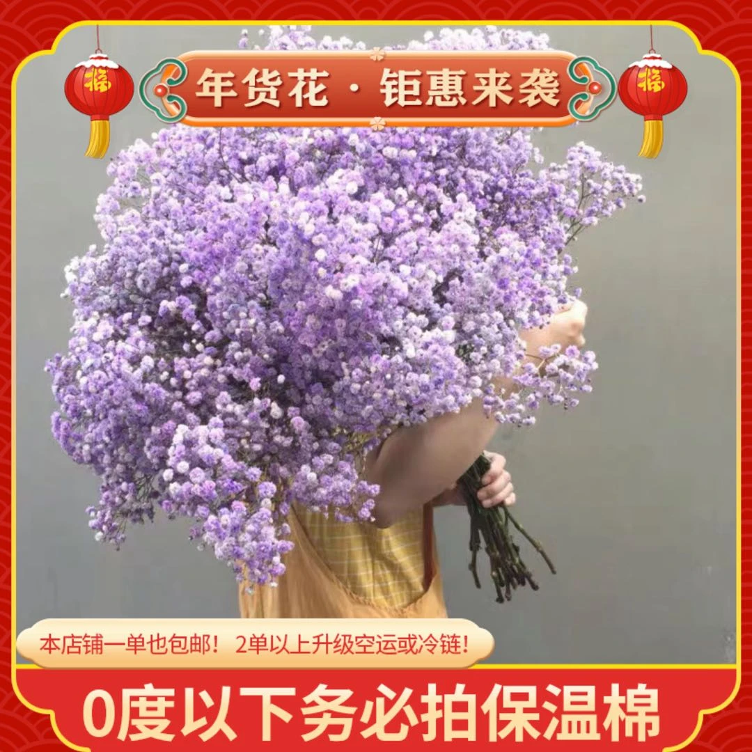 【满天星】一单也包邮 鲜花任意2单以上升级空运或冷链 云南鲜花