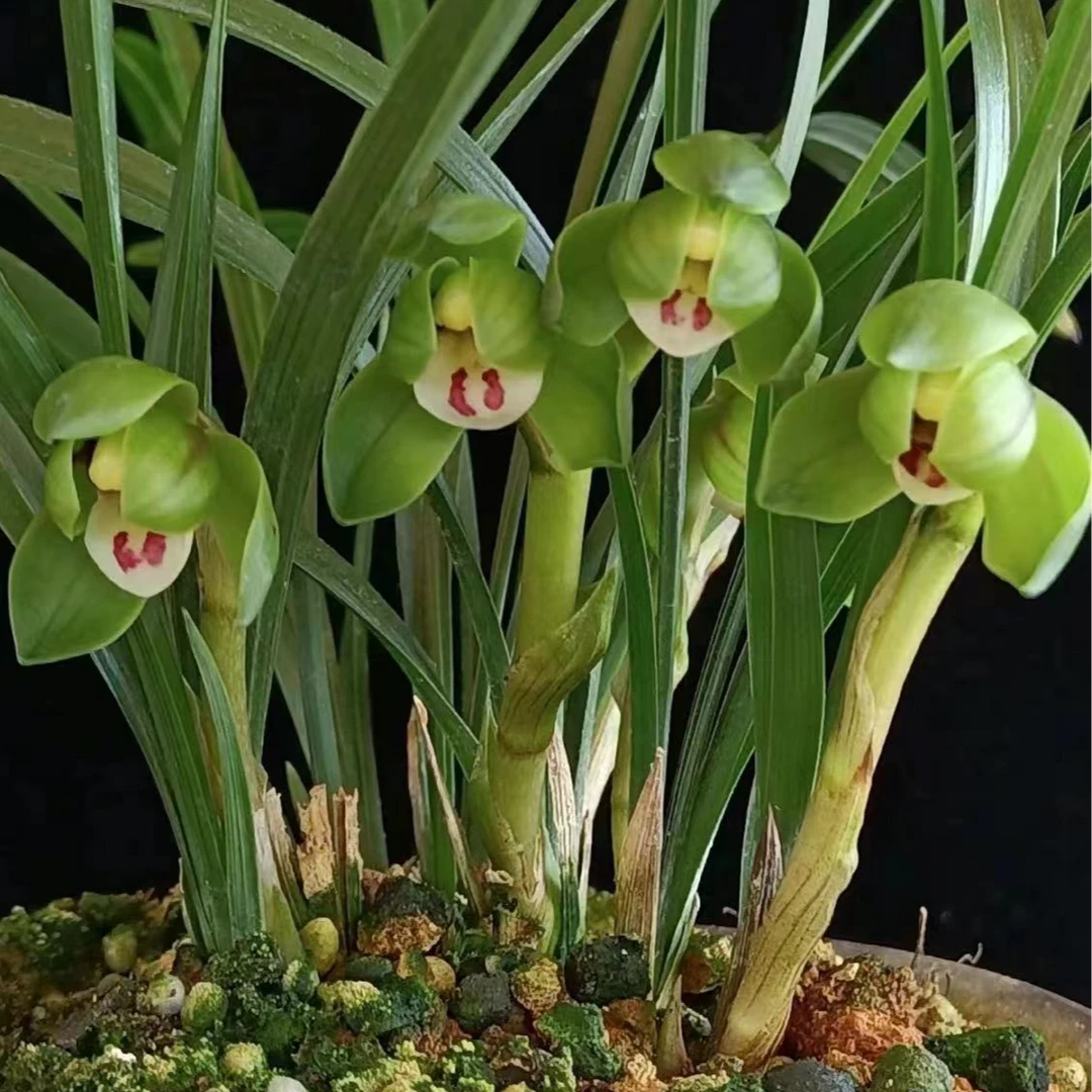 春兰翠盖荷浓香型花卉绿植盆景美观包邮