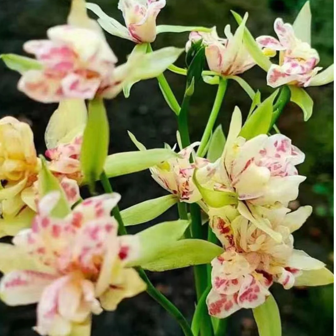建兰兰陵牡丹浓香型花卉绿植盆景美观包邮