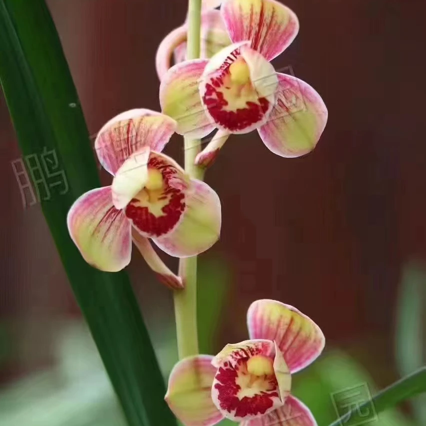 建兰七彩红草浓香型花卉绿植盆景美观包邮