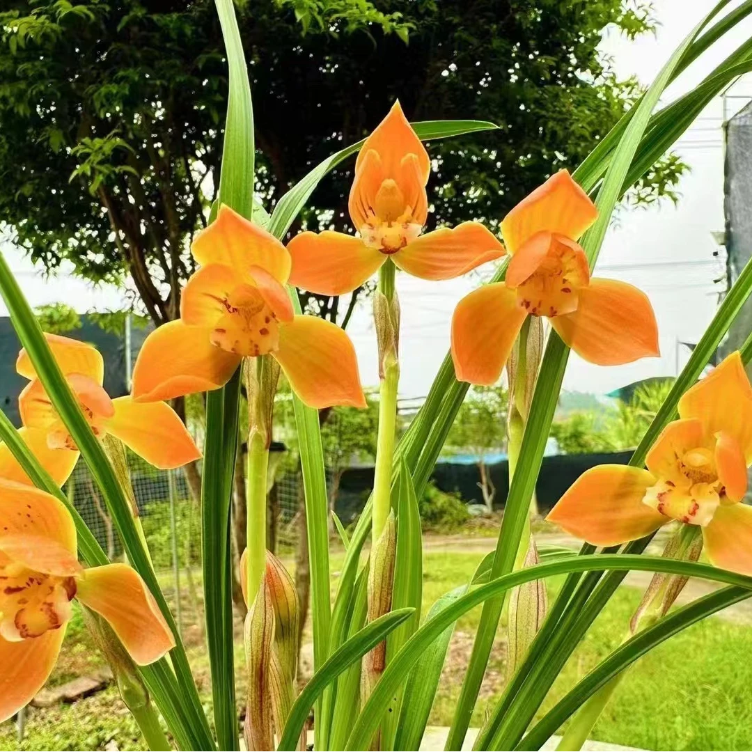 春兰转色朱金浓香型花卉绿植盆景美观包邮