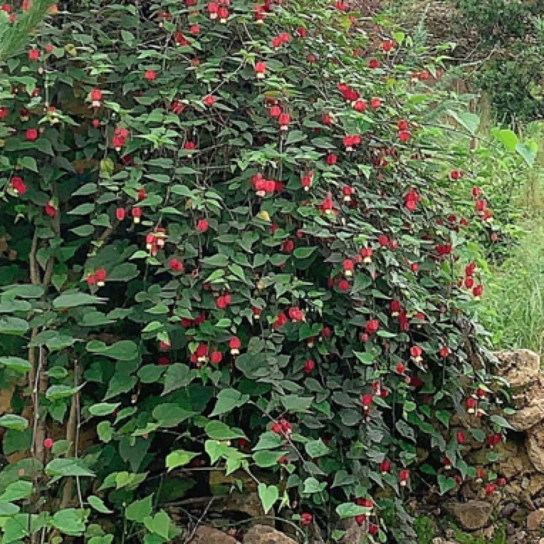 四季灯笼花盆栽藤本爬藤植物庭院观花绿植好养