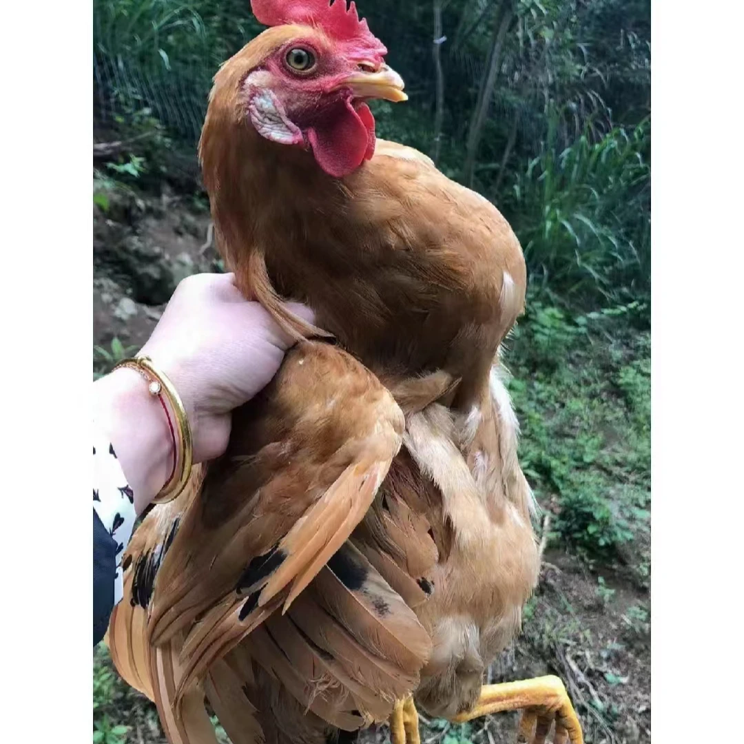 草原正宗童子鸡好吃健康孩子吃散养鲜美多汁下饭美味