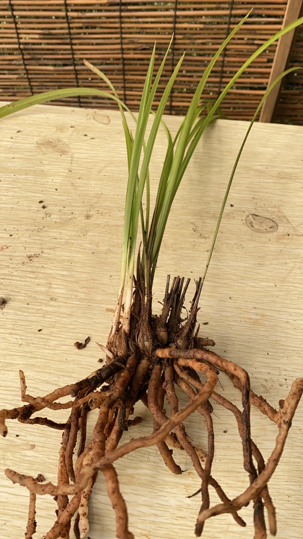 瓯江细叶寒兰三苗不带花