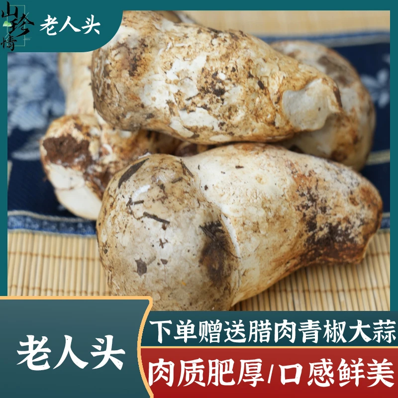 现货云南特产新鲜野生食用菌老人头煲汤食材当季菌菇松苞菌包邮