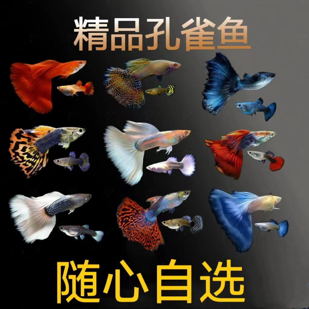 观赏鱼合集（练手混搭1）小型活体热带观赏鱼饲养水族养殖